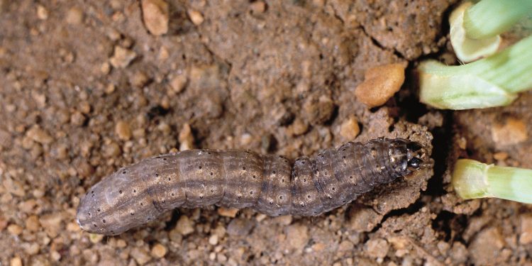 DefeatingCutworms: A Guide to Protecting Your Garden from Agrotis Spp.