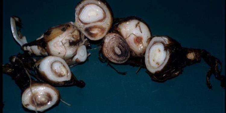 NematodeControl: Combating Ditylenchus dipsaci Infestation