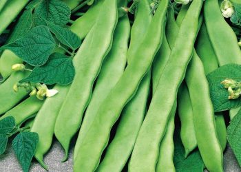 Expert recommends 22 vegetables worth planting in 2023 to help you achieve success