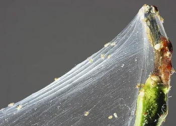 Acari Infestation in Agriculture: Types, Symptoms, and Management