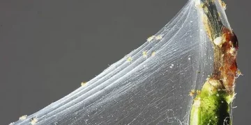 Acari Infestation in Agriculture: Types, Symptoms, and Management