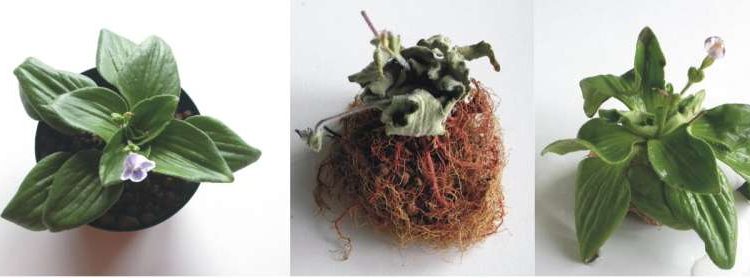 Many genes, rather than a ‘miracle gene,’ are involved in plant resurrection