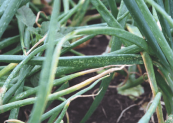 OnionMosaicVirus: A Threat to Onion Production