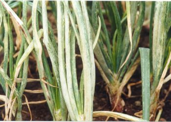 OYDVOutbreak: Understanding the Devastating Effects of the Onion Yellow Dwarf Virus