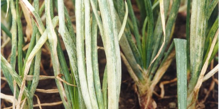 OYDVOutbreak: Understanding the Devastating Effects of the Onion Yellow Dwarf Virus