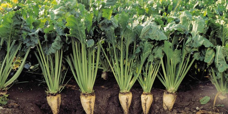 Sugar Beet Juice Extract as a Sustainable Solution for Agriculture