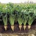 Sugar Beet Juice Extract as a Sustainable Solution for Agriculture