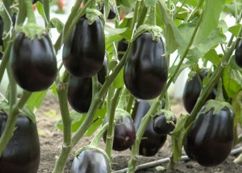 Eggplant 101: A Guide to Successful Production