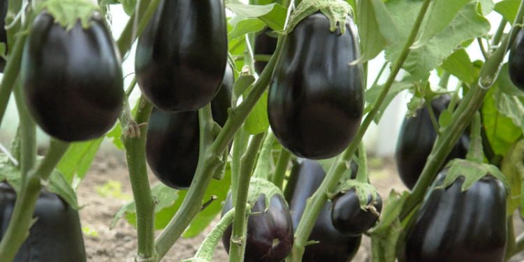 Eggplant 101: A Guide to Successful Production