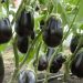 Eggplant 101: A Guide to Successful Production