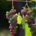 Tracing the history of grape domestication using genome sequencing