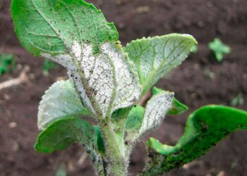 DownyMildewGone: Understanding and Managing Peronospora parasitica