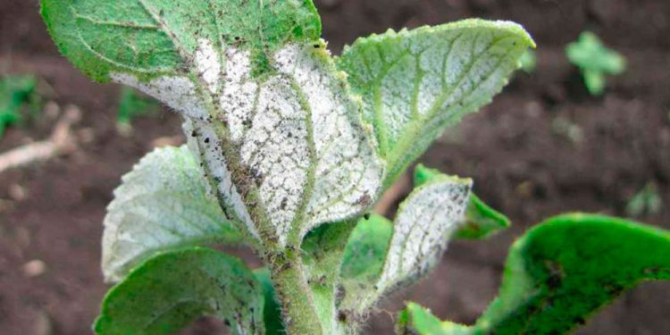 DownyMildewGone: Understanding and Managing Peronospora parasitica