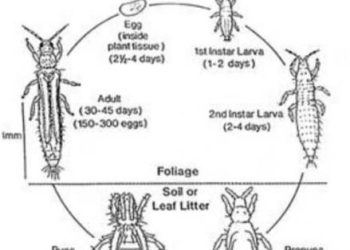 Battling the Western Flower Thrips Infestation: Effective Control Strategies for Farmers and Agronomists