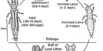 Battling the Western Flower Thrips Infestation: Effective Control Strategies for Farmers and Agronomists