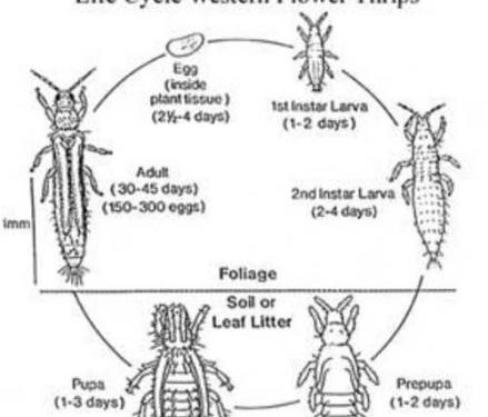 Battling the Western Flower Thrips Infestation: Effective Control Strategies for Farmers and Agronomists