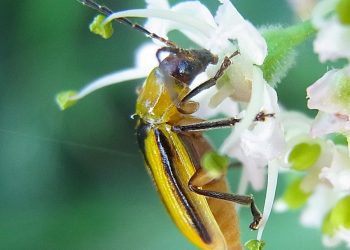 Western Corn Rootworm Infestation: Causes and Control Strategies for Farmers