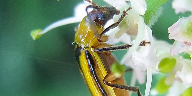 Western Corn Rootworm Infestation: Causes and Control Strategies for Farmers