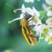 Western Corn Rootworm Infestation: Causes and Control Strategies for Farmers