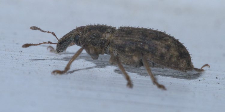 CarrotWeevilControl: Effective Strategies to Protect Your Crops from Listronotus oregonensis