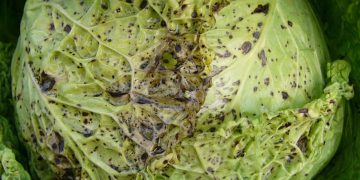 UnderstandingMosaicViruses: The Implications of the Cauliflower Mosaic Virus