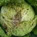 UnderstandingMosaicViruses: The Implications of the Cauliflower Mosaic Virus