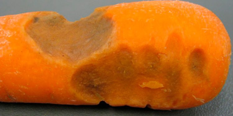 Bacterial Soft Rot: Understanding Pectobacterium carotovorum and its Impact on Plants