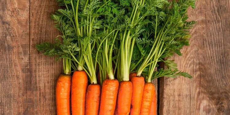 Diseases and pests of carrots