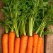 Diseases and pests of carrots