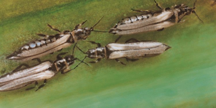 OnionThripsControl: How to Prevent Damage Caused by Thrips Tabaci