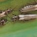 OnionThripsControl: How to Prevent Damage Caused by Thrips Tabaci