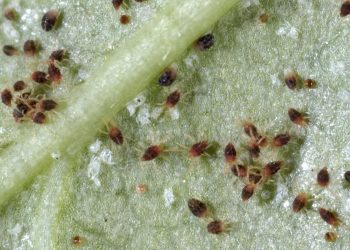 Combatting Carmine Spider Mites: Strategies for Farmers and Agronomists
