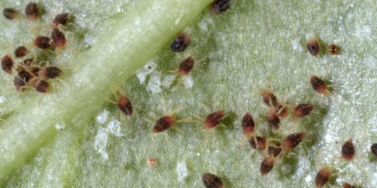 Combatting Carmine Spider Mites: Strategies for Farmers and Agronomists