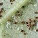 Combatting Carmine Spider Mites: Strategies for Farmers and Agronomists