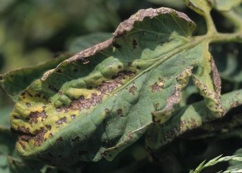 BattleBacterialLeafSpot: Understanding Pseudomonas syringae pv. maculicola and Its Consequences