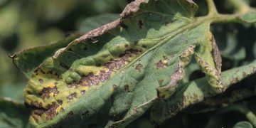 BattleBacterialLeafSpot: Understanding Pseudomonas syringae pv. maculicola and Its Consequences