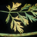 tag: Alternaria Leaf Blight – Causes, Symptoms, and Management