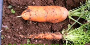 AsterYellows: Understanding the Disease and its Consequences