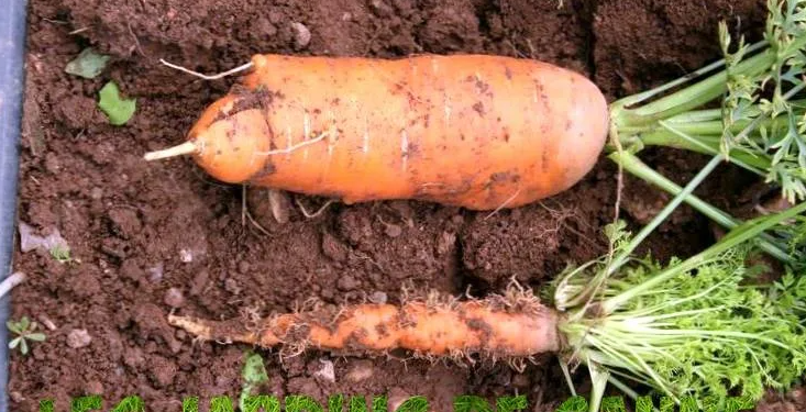 AsterYellows: Understanding the Disease and its Consequences