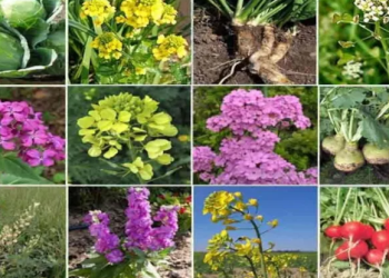 ClubrootOut: Combating the Devastating Effects of Plasmodiophora brassicae on Cruciferous Crops