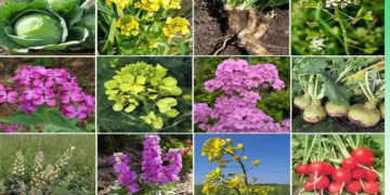 ClubrootOut: Combating the Devastating Effects of Plasmodiophora brassicae on Cruciferous Crops