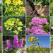 ClubrootOut: Combating the Devastating Effects of Plasmodiophora brassicae on Cruciferous Crops