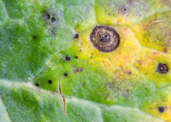 AlternariaLeafSpot: Understanding the Causes, Symptoms, and Management of Alternaria brassicae