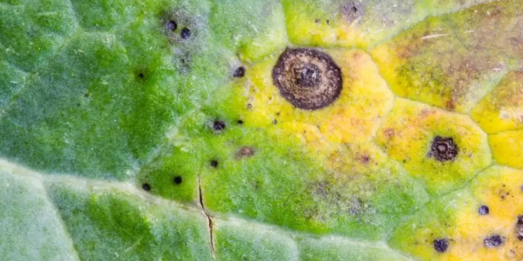 AlternariaLeafSpot: Understanding the Causes, Symptoms, and Management of Alternaria brassicae