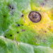 AlternariaLeafSpot: Understanding the Causes, Symptoms, and Management of Alternaria brassicae