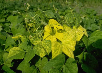 SavingBeans: The Development and Consequences of Bean Yellow Mosaic Virus