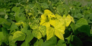SavingBeans: The Development and Consequences of Bean Yellow Mosaic Virus