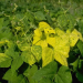 SavingBeans: The Development and Consequences of Bean Yellow Mosaic Virus