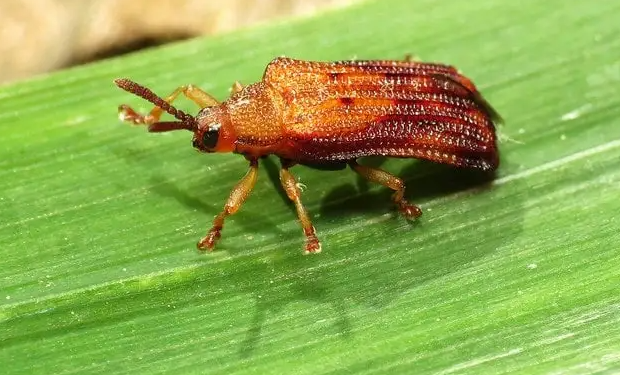 LeafMinerOutbreak: The Devastating Effects of Liriomyza spp on Agriculture