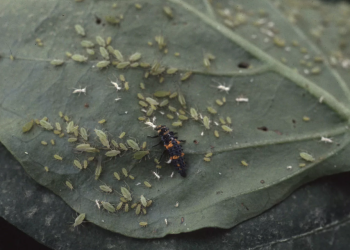 GardenPests: The Battle Against Aphids – Aphis spp